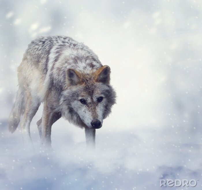 Canvas Winterwolf en sneeuw