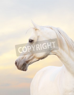 Canvas Wit Arabisch volbloed paard