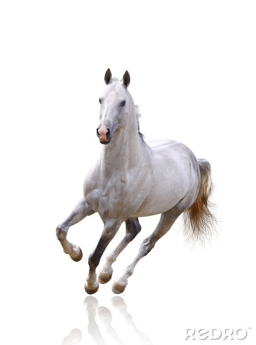 Canvas Wit-bruin paard