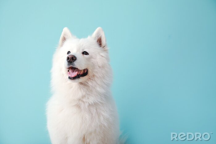 Canvas Wit hondje op een blauwe achtergrond