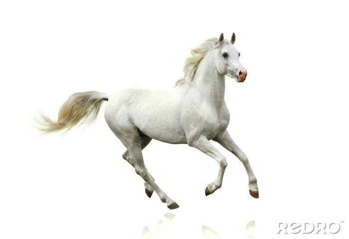 Canvas Wit paard in beweging