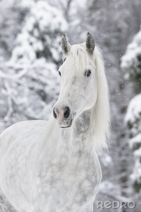 Canvas Wit paard in de sneeuw
