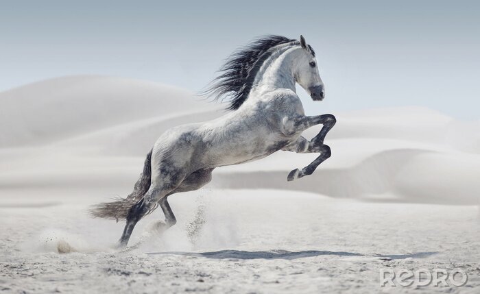 Canvas Wit paard in de woestijn