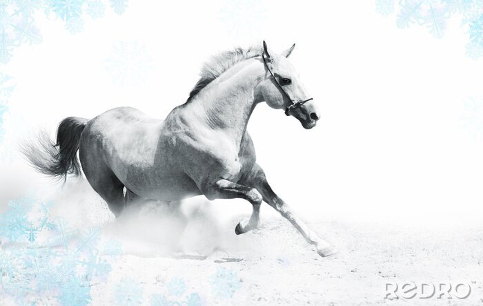 Canvas Wit paard in een kader