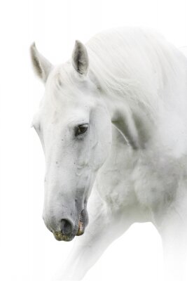 Wit paard met het hoofd naar beneden