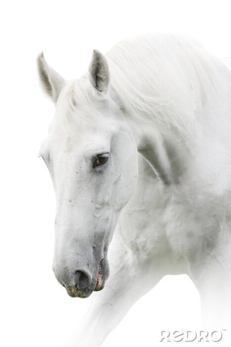 Canvas Wit paard met het hoofd naar beneden
