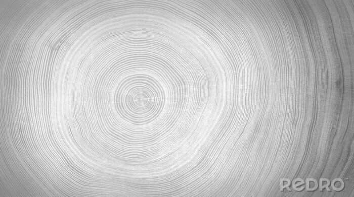 Canvas Witgrijze nerf van een gekapte boomstam