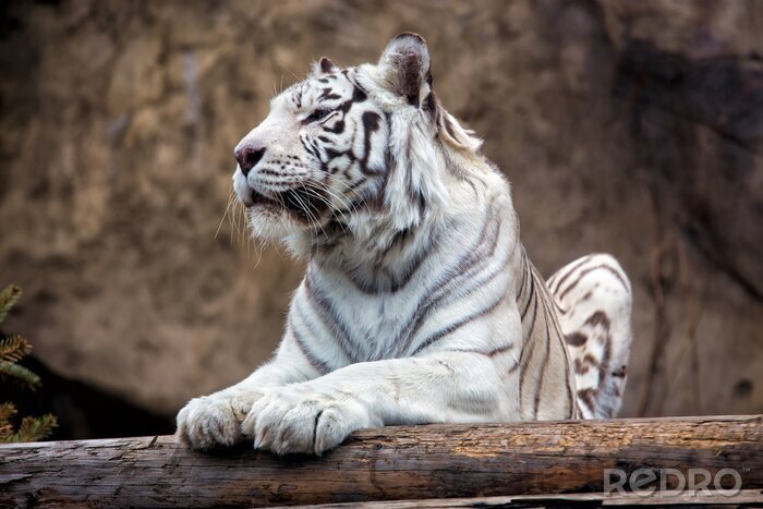Canvas Witte Bengaalse tijger