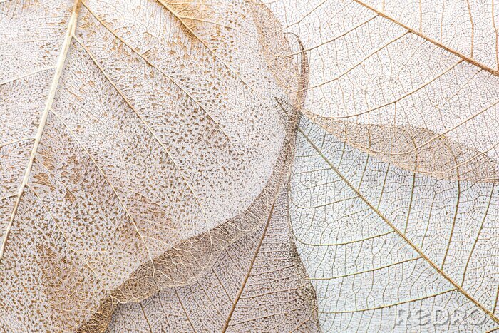 Canvas Witte bladeren in close-up