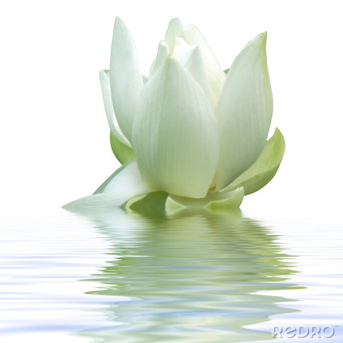 Canvas Witte bloem in water