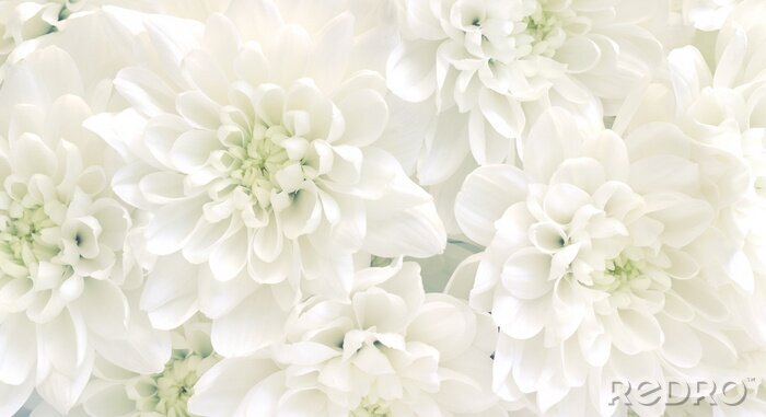 Canvas Witte chrysant flowers.High key zachte foto's ..