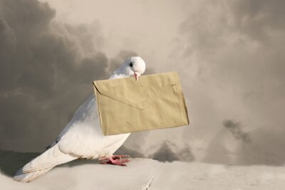 Witte duif met een letter