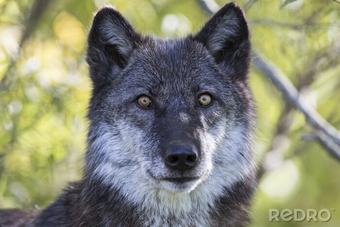 Canvas Witte en grijze wolf