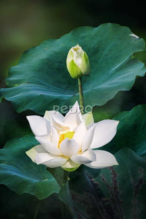 Canvas Witte Lotus