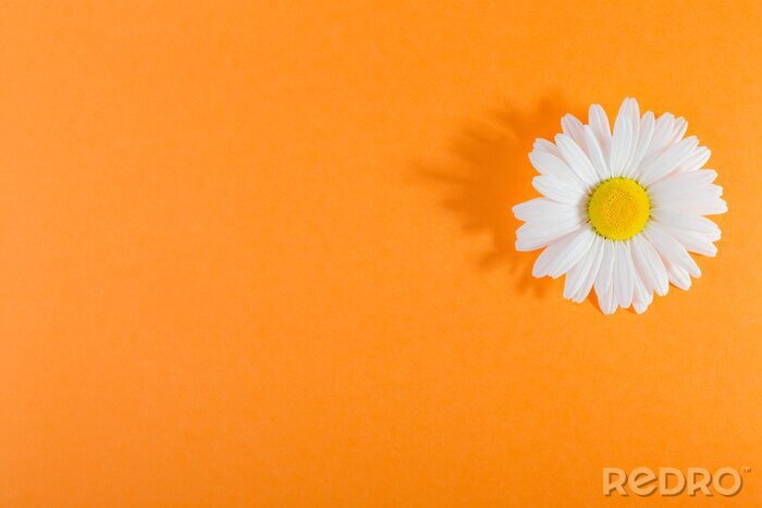 Canvas Witte madeliefjebloem op een oranje achtergrond, met een scherpe schaduw