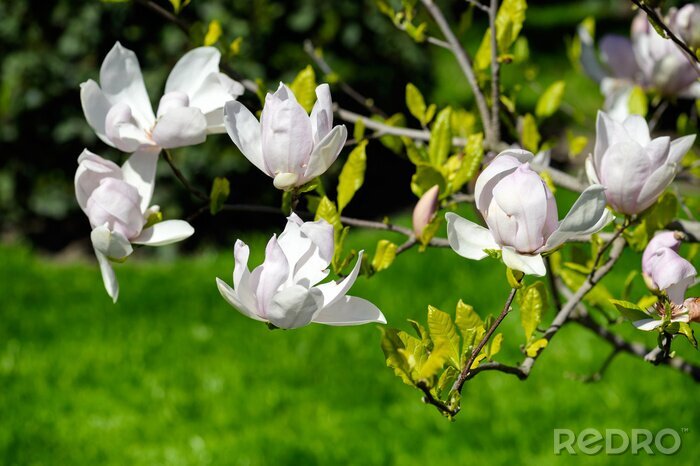 Canvas Witte magnolia's in de tuin