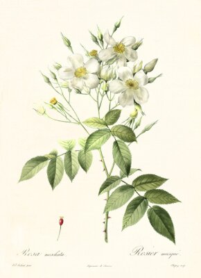 Witte musk rozen botanische schets