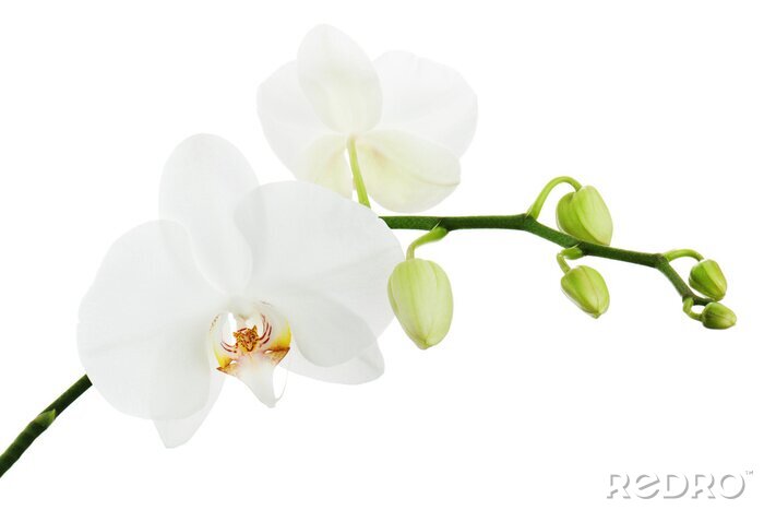 Canvas Witte orchidee op een witte achtergrond.