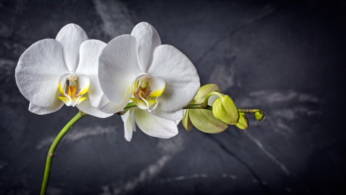 Canvas Witte orchidee op een zwarte marmeren achtergrond