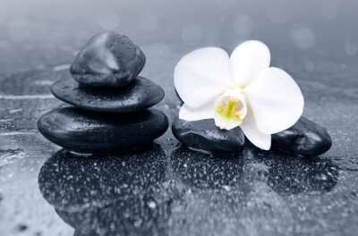 Canvas Witte orchideeënbloem en zwarte zenstenen