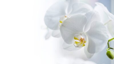 Canvas Witte orchideeënbloemen 3D