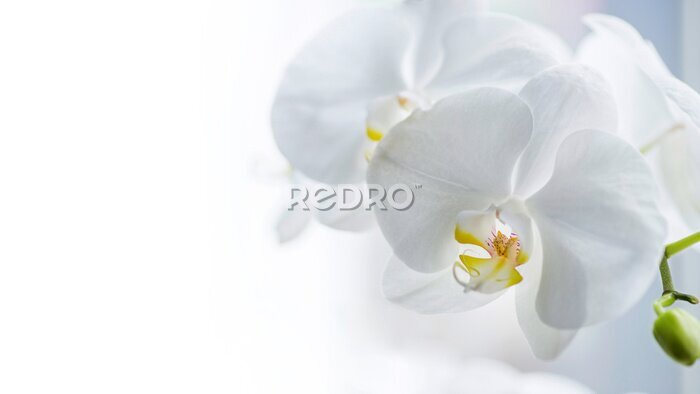 Canvas Witte orchideeënbloemen 3D