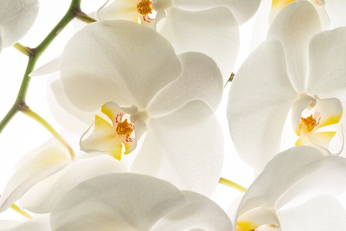 Canvas Witte orchideeënbloemen in macro-opname