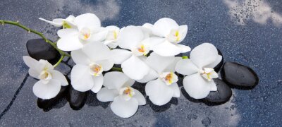 Canvas Witte orchideeënbloemen op zenstenen