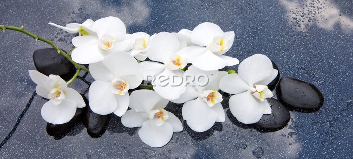 Canvas Witte orchideeënbloemen op zenstenen
