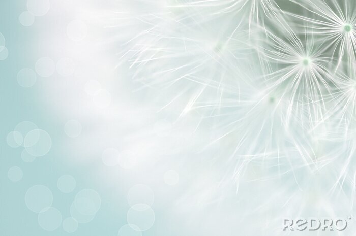 Canvas Witte paardenbloemzaden