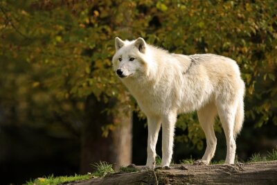 Witte pluizige wolf