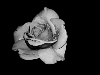 Canvas witte roos op zwarte achtergrond