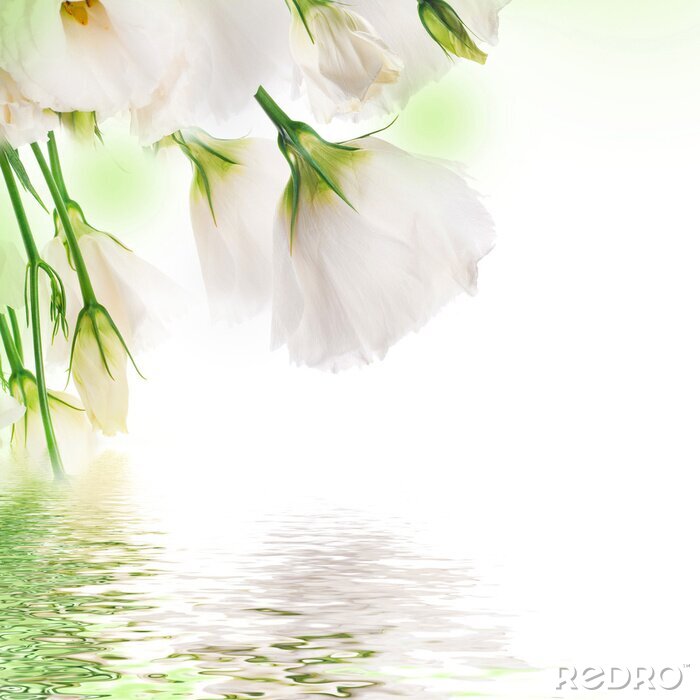 Canvas Witte rozen bij het water