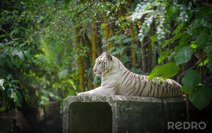 Canvas Witte tijger en dicht bos