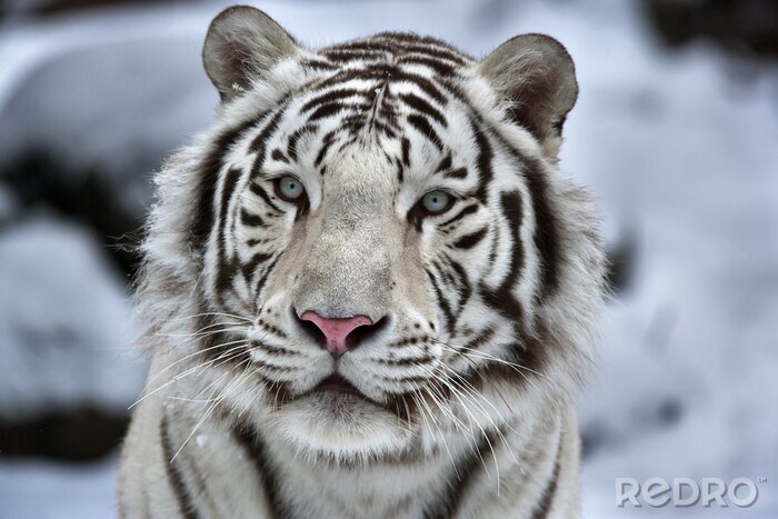 Canvas Witte tijger in de winter