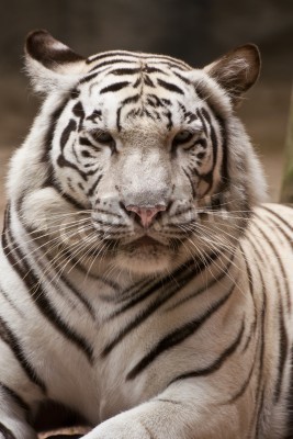 Canvas Witte tijger in een dierentuin