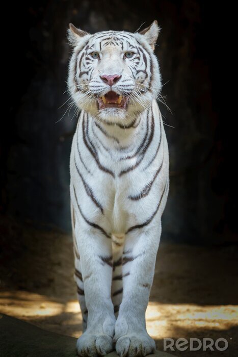 Canvas Witte tijger op zwarte achtergrond
