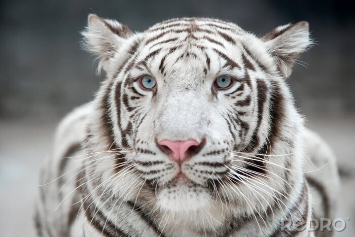 Canvas Witte tijger van dichtbij
