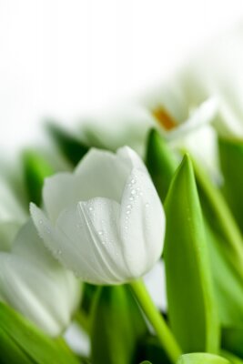 Canvas Witte Tulpen