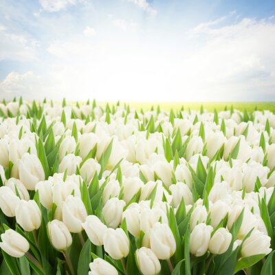 Witte tulpen en lucht