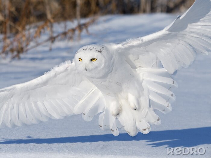 Canvas Witte uil die in de sneeuw landt