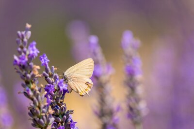 Canvas Witte vlinder op lavendel