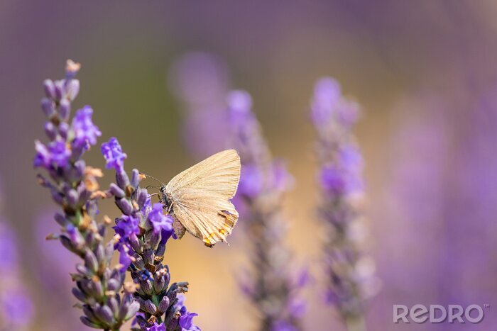 Canvas Witte vlinder op lavendel