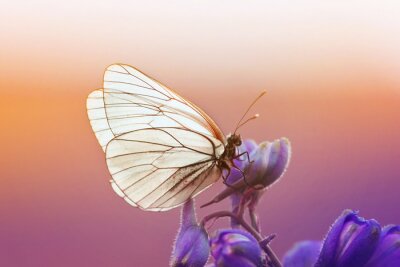 Witte vlinder op paarse bloemen met zonsondergang op de achtergrond