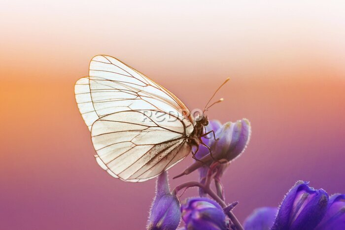 Canvas Witte vlinder op paarse bloemen met zonsondergang op de achtergrond