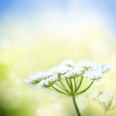 Canvas Witte wilde peen bloem op lente achtergrond