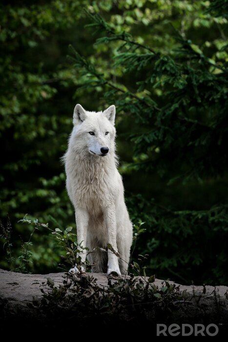 Canvas Witte wolf in het bos