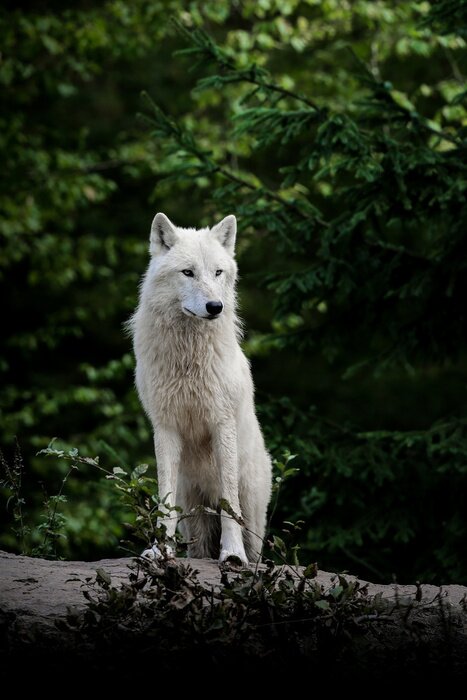 Canvas Witte wolf in het bos