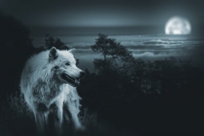 Witte wolf met de maan