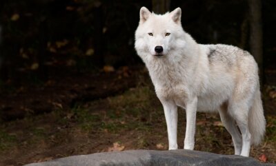 Witte wolf op de achtergrond van het bos